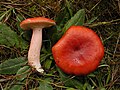 !Russula sanguinea!