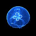 La medusa quadrifoglio, altra tipica medusa del Mediterraneo