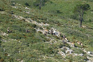 Spanish Ibex at Ports de Tortosa Beseit