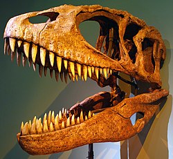 Afstøbning af et Carcharodontosaurus-kranium