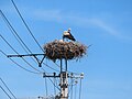 Storchennest im Ort