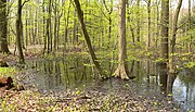 Großflächig im Wald stehendes Wasser im Frühjahr in der südlichen Eilenriede