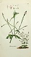 Illustration aus der Flora Parisiensis