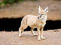 Corsac fox