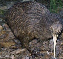 Barna kivi (Apteryx australis)