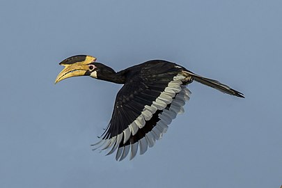 female in flight Yala National Park, Sri Lanka
