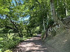 Buchenwurzelwerk am östl. Steilhang