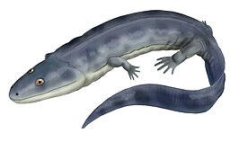 Ossinodus