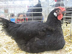 Photographie d'une poule du Mans.