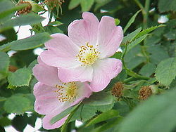 Koiranruusu (Rosa canina)