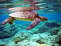 Image 49A green sea turtle swimming above a coral reef.