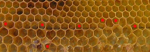 Secțiune de tip fagure care conține tranziția de la celule lucrătoare la celule de trântori (mai mari) - aici albinele fac celule neregulate și cu cinci colțuri (marcate cu puncte roșii)