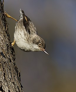 Баргель мінливобарвний (Daphoenositta chrysoptera)