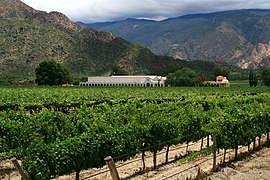 Vignoble à Cafayate