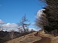 石尾根のカラマツ　通称「ダンシングツリー」