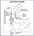 Lateral view of the human ankle, including the talus