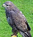 buizerd