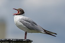 Hettemåse, Chroicocephalus ridibundus Foto: Arild Vågen