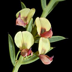 Daviesia angulata