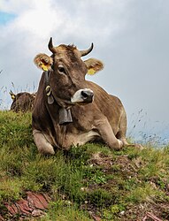 Liegende Kuh (Braunvieh) (von Dietmar Rabich)