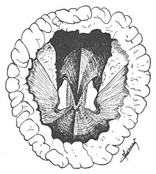 #110 (26/6/1935) The beak and surrounding musculature of the Bay of Biscay giant squid (Cadenat, 1936:281, fig. 2)