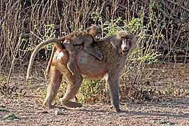 Mère babouin hamadryas et son petit au parc national de l'Awash (Éthiopie) en décembre 2017.