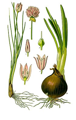 Illustratsioon Otto Wilhelm Thomé raamatust "Flora von Deutschland, Österreich und der Schweiz" (1885), Gera, Saksamaa. Murulauk (Allium schoenoprasum) ja harilik sibul (Allium cepa)