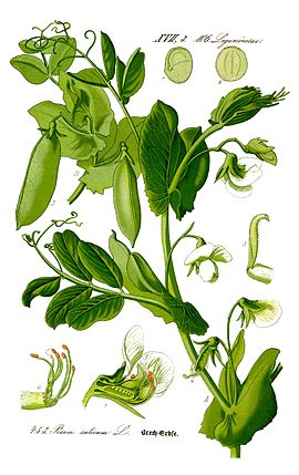 Errewete (Pisum sativum)
