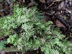 Eurhynchium praelongum (en)[Note 12], l'Eurhynchie allongée, plante vivace à tige rampante, humo-terricole[50].