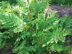 Kuningassaniainen (Osmunda regalis)