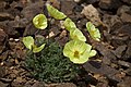 Papaver mcconnellii.