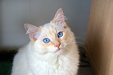 Male ragdoll cat with blue eyes.