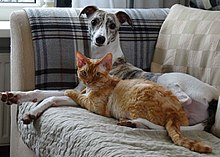 Devon rex roux couché avec un chien.