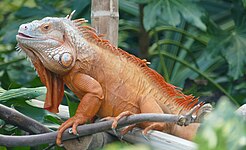 Green iguana (Iguana iguana)