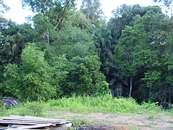 Rainforest of Ulu Anyut, Betong