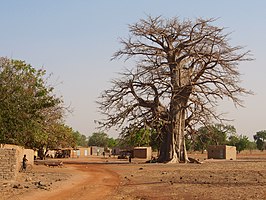 Een baobab in Kokologho