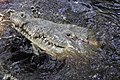 Hlava krokodíla dlhohlavého