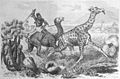 Die Gartenlaube (1867) b 349.jpg (S) Giraffenjagd in Afrika. Nach der Natur aufgenommen von R. Hartmann und auf Holz gezeichnet von Rob. Kretschmar.