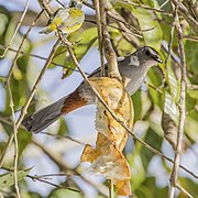 Feeding on custard apple (Annona reticulata)