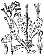 <center>Hieracium caespitosum</center>