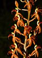 Květenství Liparis latifolia