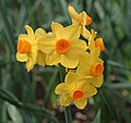 Grupu 8, Narcissus 'Grand Soleil d'Or'