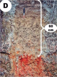 Plintossolo Háplico, ênfase na ocorrência de plintita abaixo de 60 cm (Paulino, 2015)