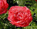 Rose 'Cherry Lady'