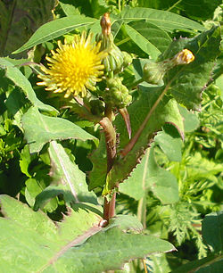 Sonchus oleraceus