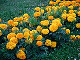 Tagetes orange