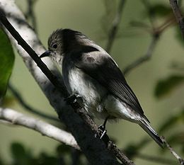 Wahlberg-mézkalauz (Prodotiscus regulus)