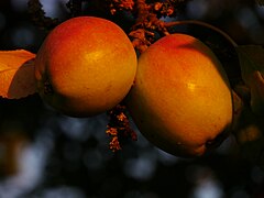 Frucht im Baum