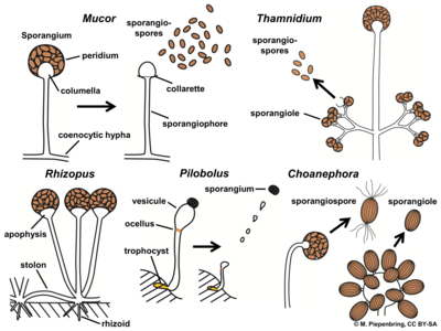 Sporangioforen, sporangia en conidia bij verschillende groepen van schimmels