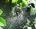 Agelena labyrinthica